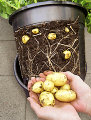 Kartoffelpot - H29,5 x Ø25,5 cm